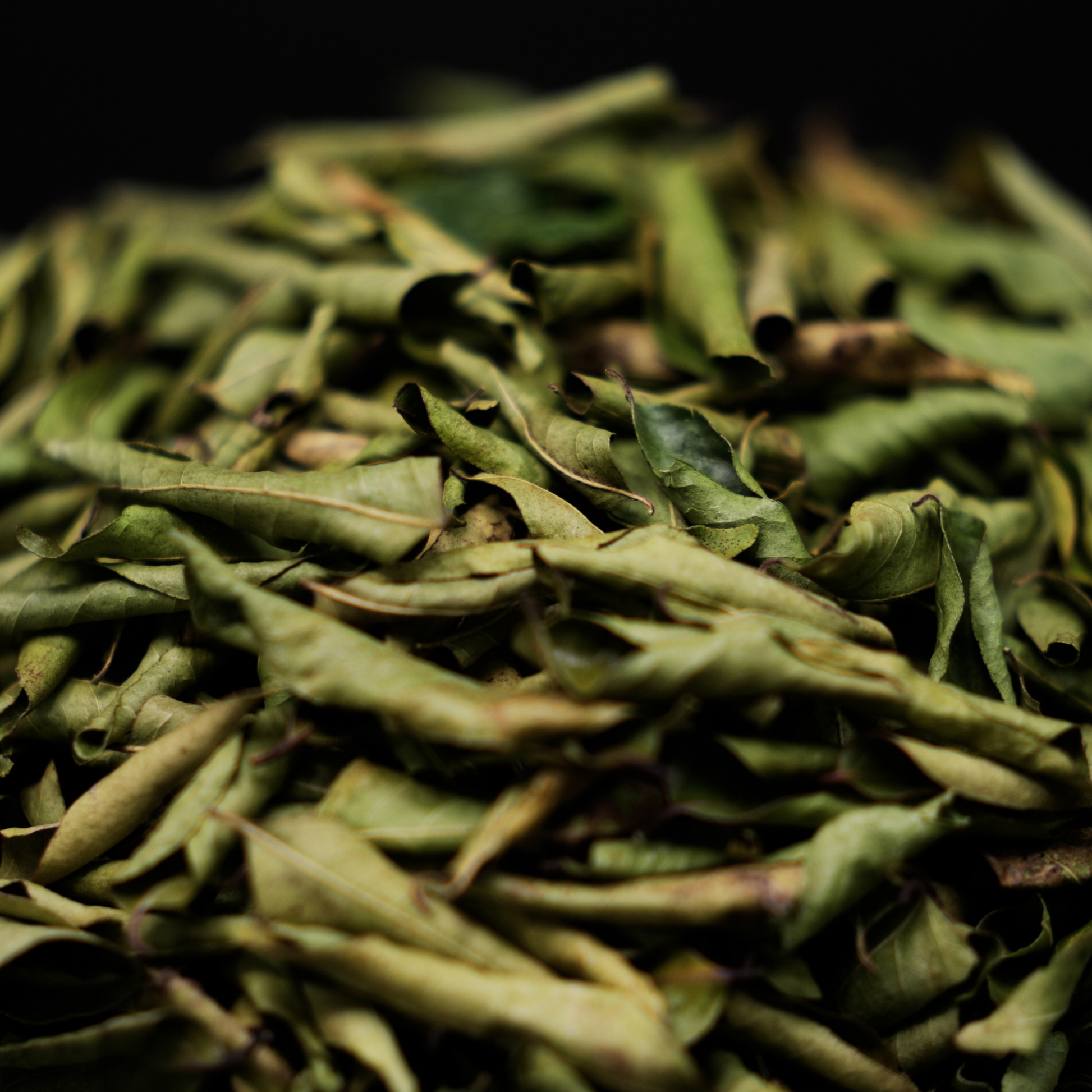 Solar dried curry leaves sizzling in hot oil for authentic South Indian tempering and tadka