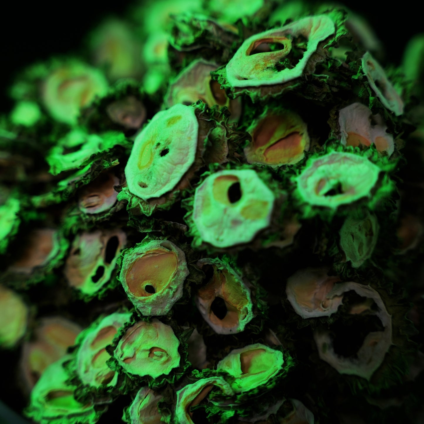Dr. Renga's premium dehydrated bitter gourd karela wholesale bulk supply for retailers and distributors